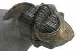 Enrolled Scotoharpes Trilobite - Orange Headshield #328638-5